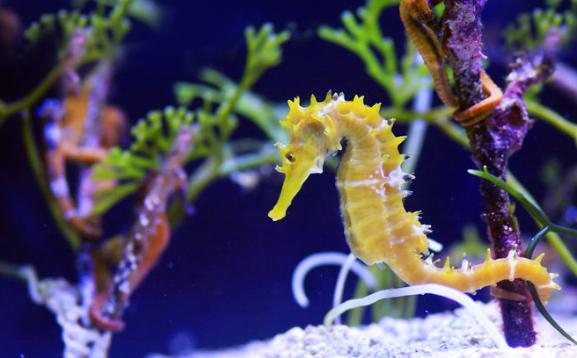 海馬是魚類嗎?為什么？海馬是馬嗎