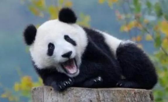 大熊貓為什么是黑白的？大熊貓只有中國才有嗎