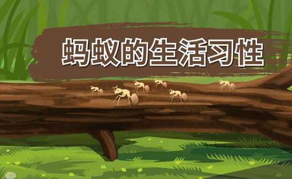 螞蟻的特點和生活特征和外形是什么？螞蟻的分工
