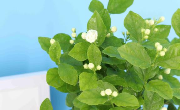 茉莉花可以驅(qū)蚊嗎？茉莉放在臥室對(duì)人有害嗎
