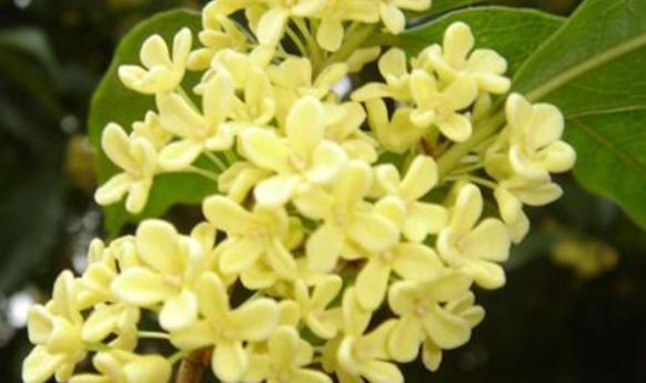 桂花是哪個(gè)市的市花?桂花可以泡酒嗎
