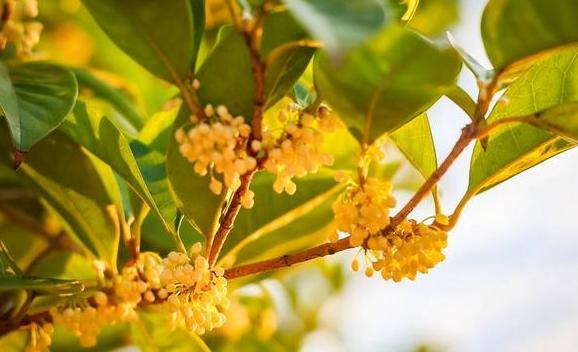 聞桂花香的好處與壞處分別是什么？桂花的種類(lèi)