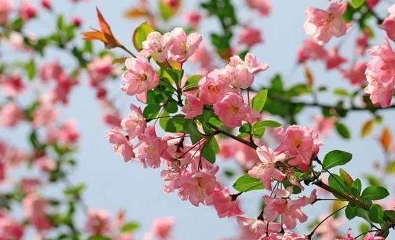 海棠花什么時(shí)候開(kāi)？海棠花生長(zhǎng)在什么環(huán)境里呢?
