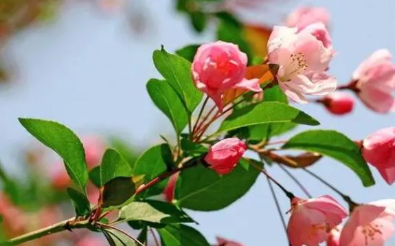 海棠花的種類(lèi)都有什么？海棠花冬天為什么葉子掉光