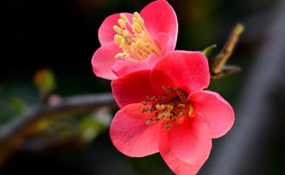 海棠花一般幾年才能開(kāi)花？海棠花應(yīng)該怎么澆水