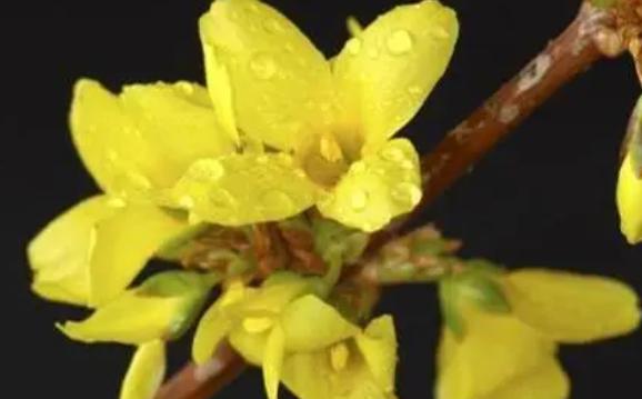 如何水培與養(yǎng)護(hù)迎春花？迎春花怎么施肥