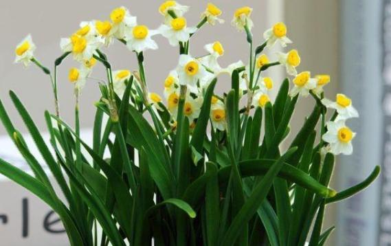 水仙花是什么類(lèi)的植物？水仙花為什么會(huì)這么香