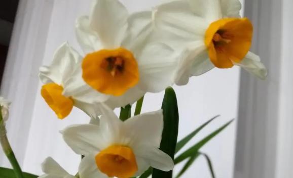 水仙花在哪個(gè)季節(jié)開(kāi)放？請(qǐng)問(wèn)什么品種的水仙花最香
