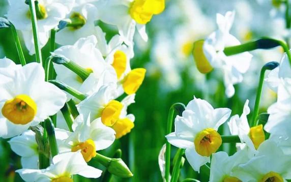 水仙花是哪個(gè)國(guó)家的國(guó)花？水仙花的繁殖方式有哪幾種