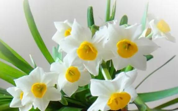水仙花的特點(diǎn)和形狀是什么？如何能把水仙花開(kāi)得時(shí)間更長(zhǎng)