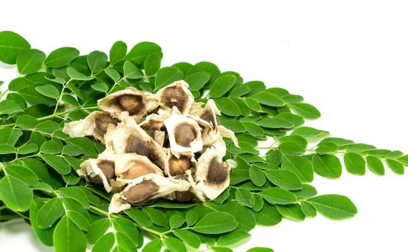 辣木的作用及食用方法有什么？辣木的生長(zhǎng)環(huán)境是怎么樣