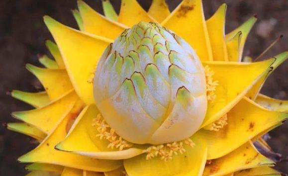 霸王花的生長(zhǎng)環(huán)境怎么樣呢？霸王花主要分布在哪里呢