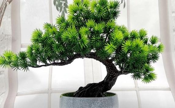 羅漢松放家里什么地方最好？羅漢松有幾個(gè)品種