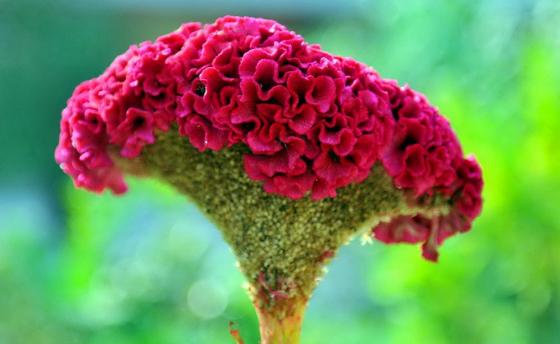 雞冠花是什么？雞冠花的品種分類(lèi)