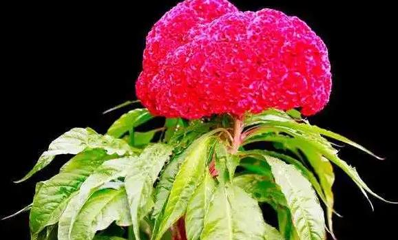 雞冠花是什么顏色的？雞冠花夏天怎么養(yǎng)