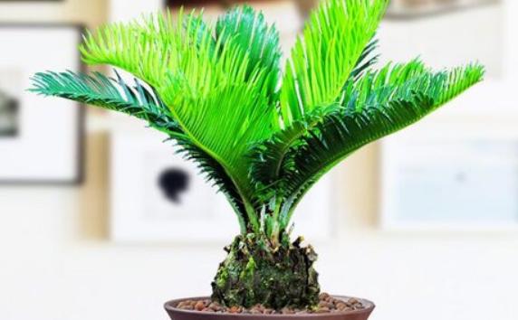 蘇鐵屬于哪類(lèi)植物？蘇鐵能開(kāi)花嗎