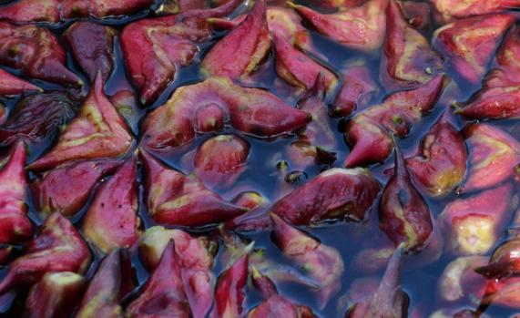 菱角是什么季節(jié)的？菱角是水果還是蔬菜